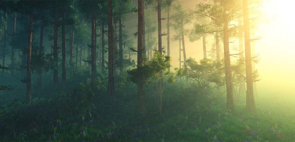 Mystische Sonnenstahlen am Waldrand beleuchten Bäume | Hargassner