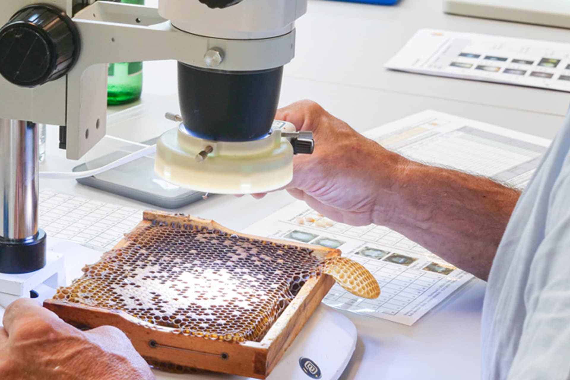 Untersuchung der Bienenwaben unter dem Mikroskop