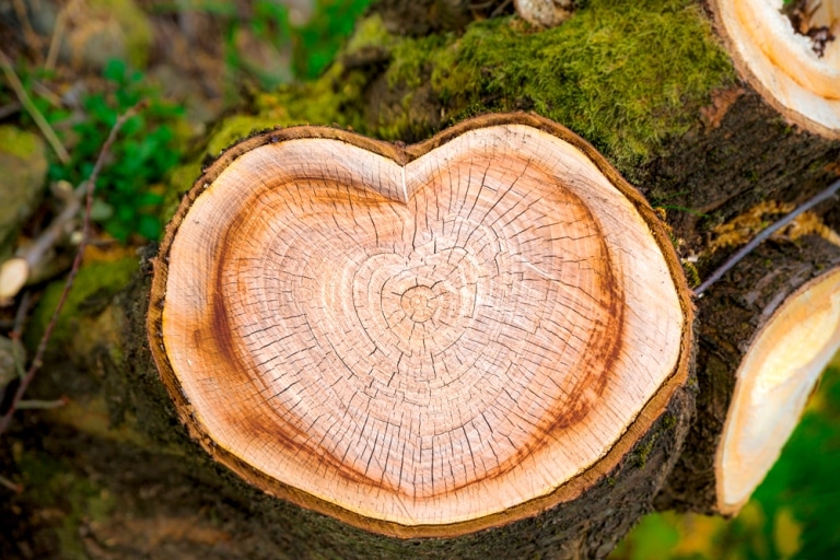 Baumschnitt in Herzform