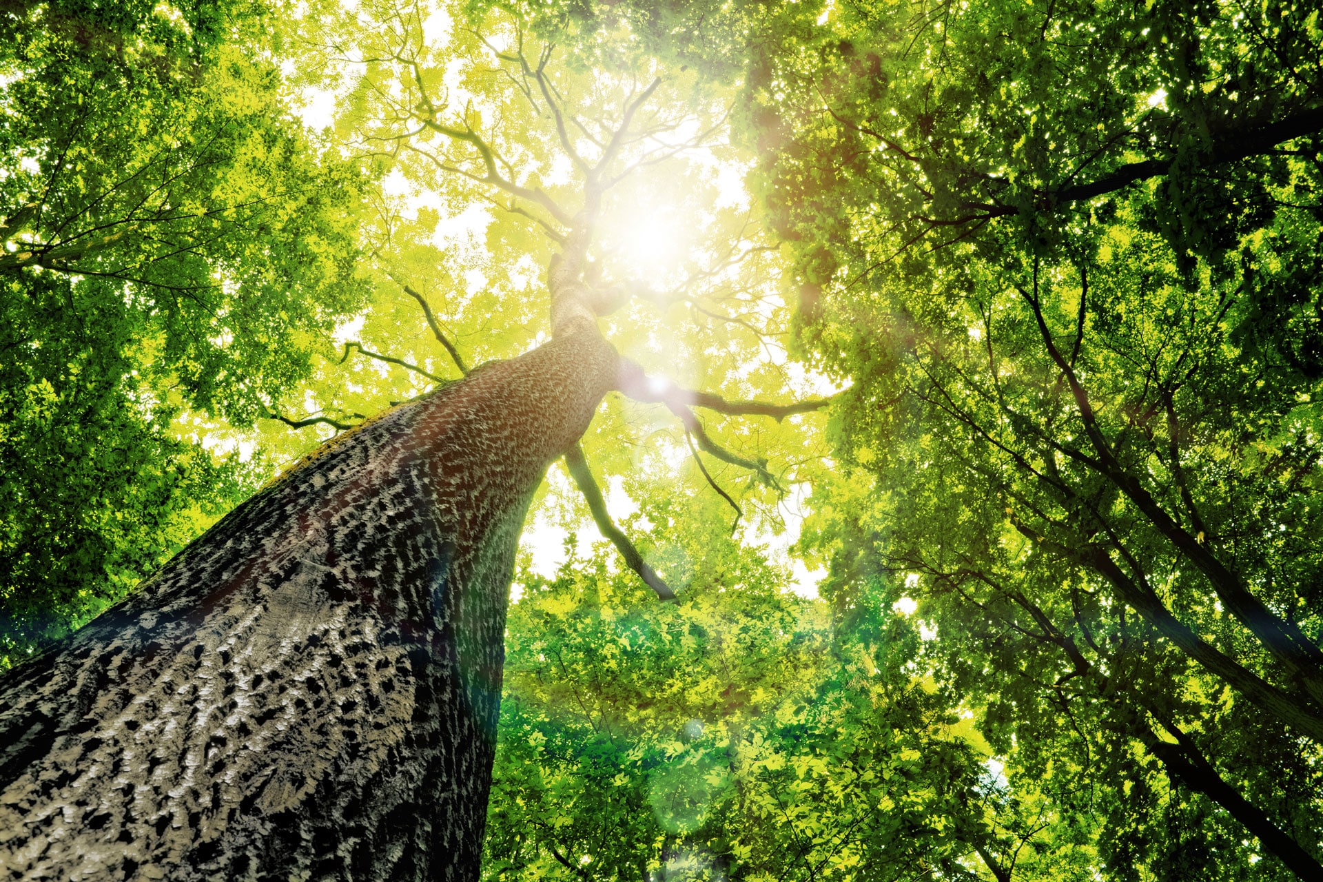 Baum Baumstamm Laub Äste | Hargassner