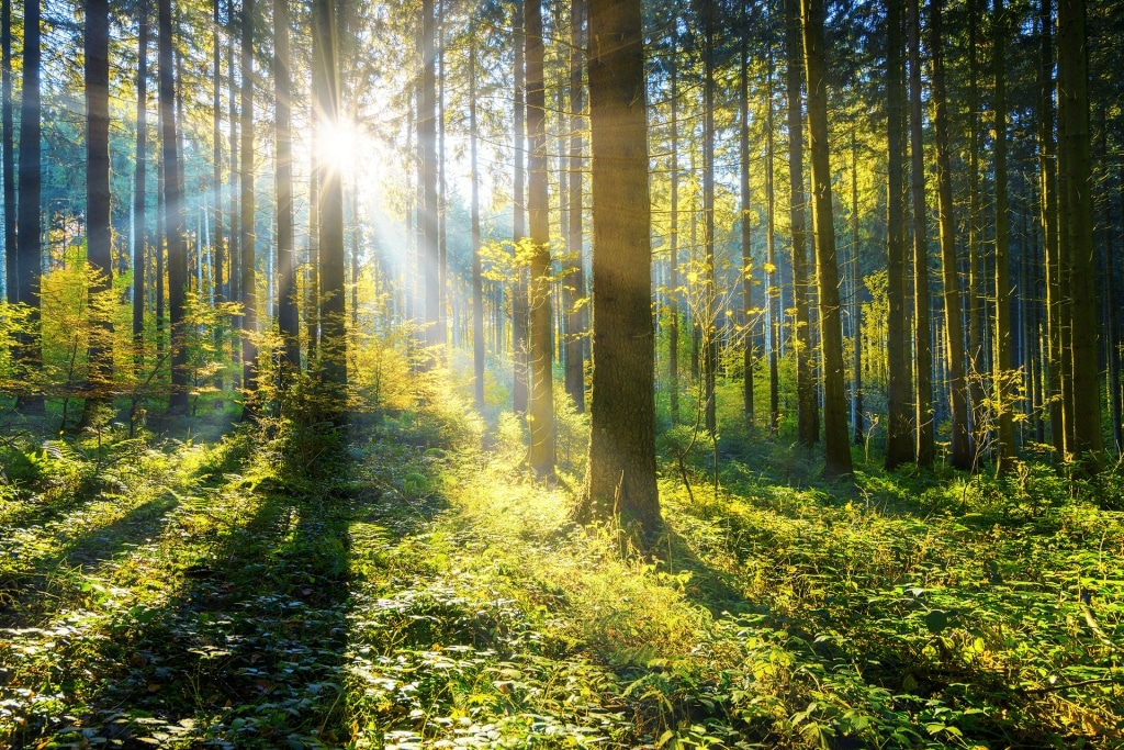 Sonnenstahlen in Waldlichtung beleuchte Bäume | Hargassner
