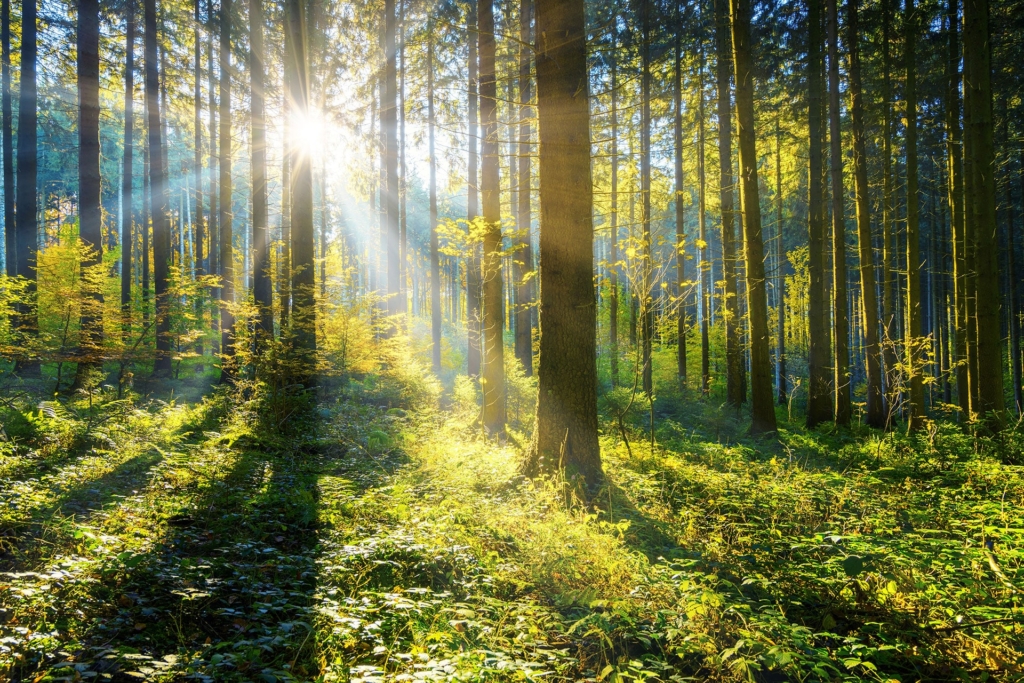 Arbres éclairés par le soleil dans une clairière | Hargassner