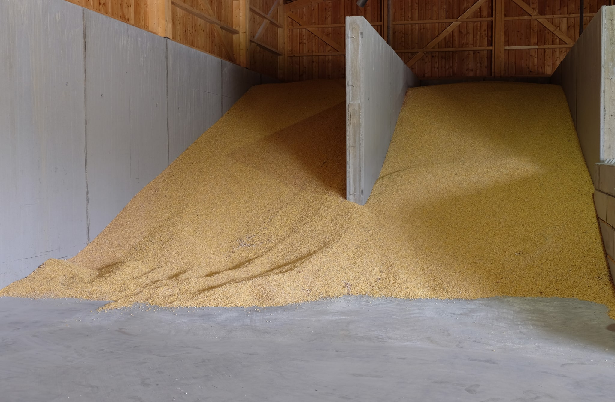 Getrockneter Mais für Tierfutter | Referenz Hargassner