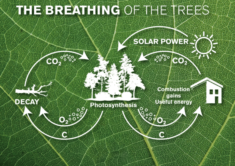 The cycle of photosynthesis | Hargassner