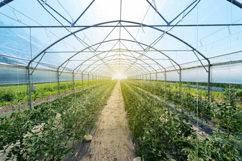 Vue d'une serre - Entreprise horticole | Hargassner