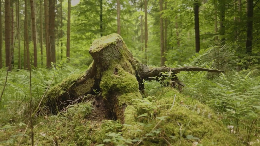 Ein mit Moos bewachsener Baumstumpf Wald | Hargassner