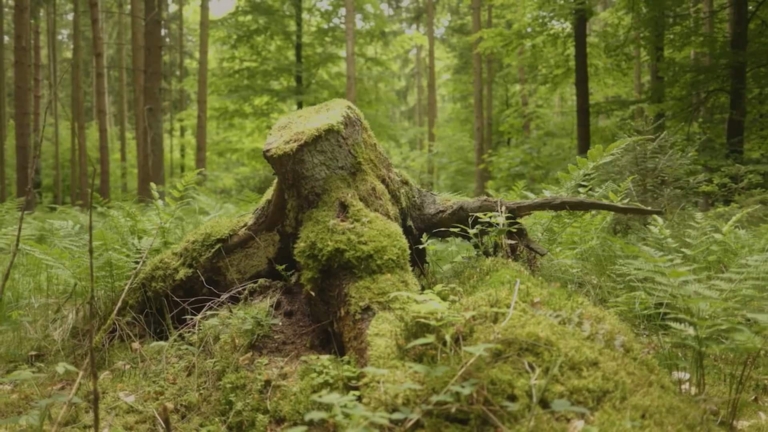 Une souche d'arbre recouverte de mousse Forêt | Hargassner