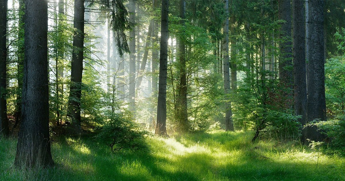Magische Lichteinstrahlung im Wald | Hargassner