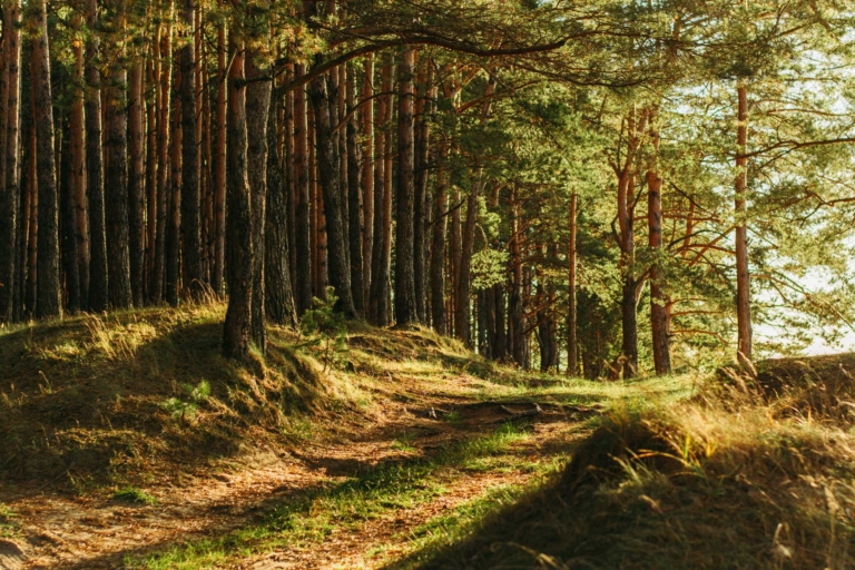 Foret avec soleil levant