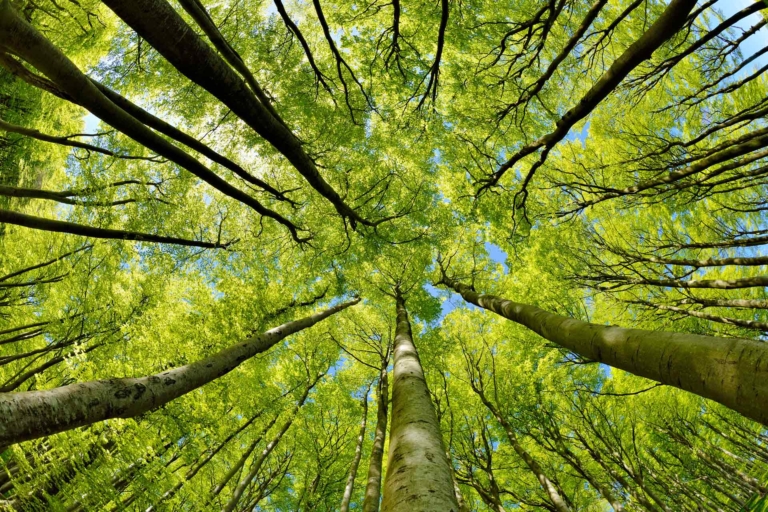 canopée forêt