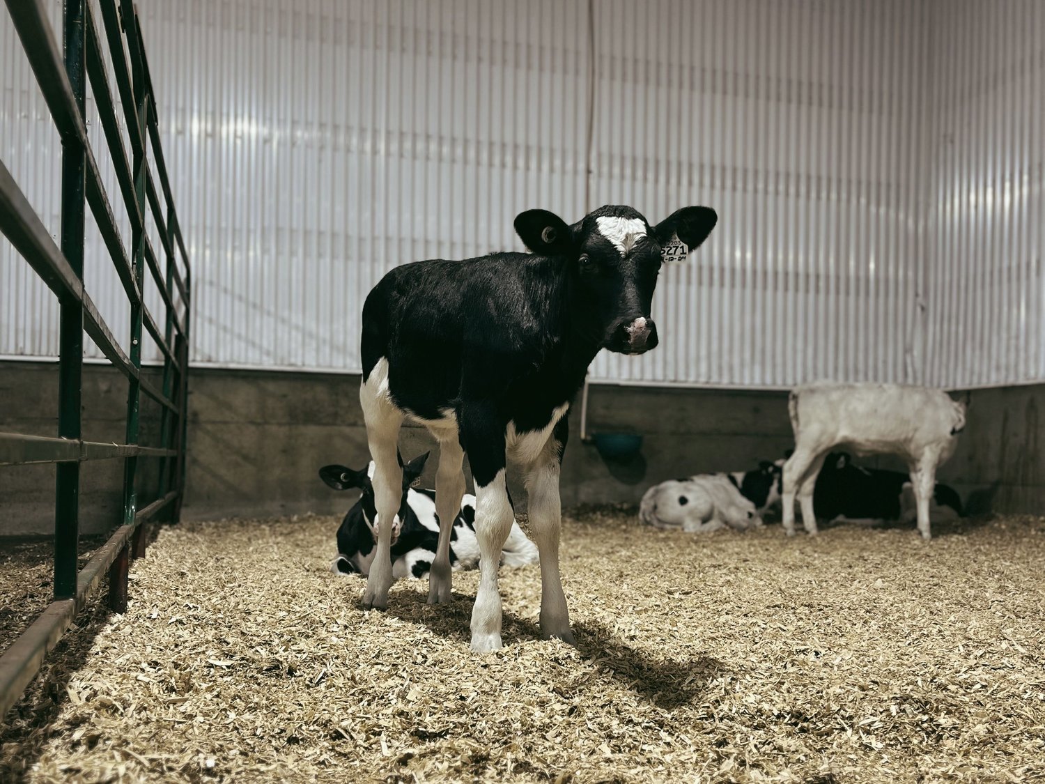 Heivers in the calf nursery at Ferme du Village | Reference Hargassner Northamerica