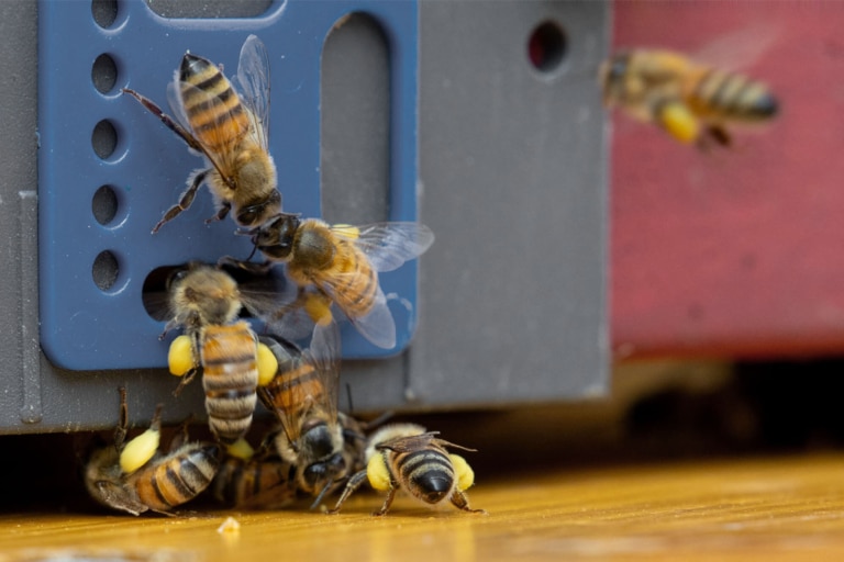 Bienen mit Bllütenstaub an den Beinen