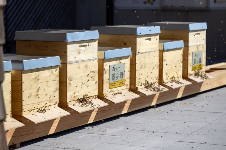 Bienenstöcke mit herumschwirrenden Bienen beim Hargassner Bienen-Infostand