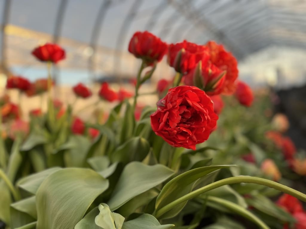 Beautiful red tulips