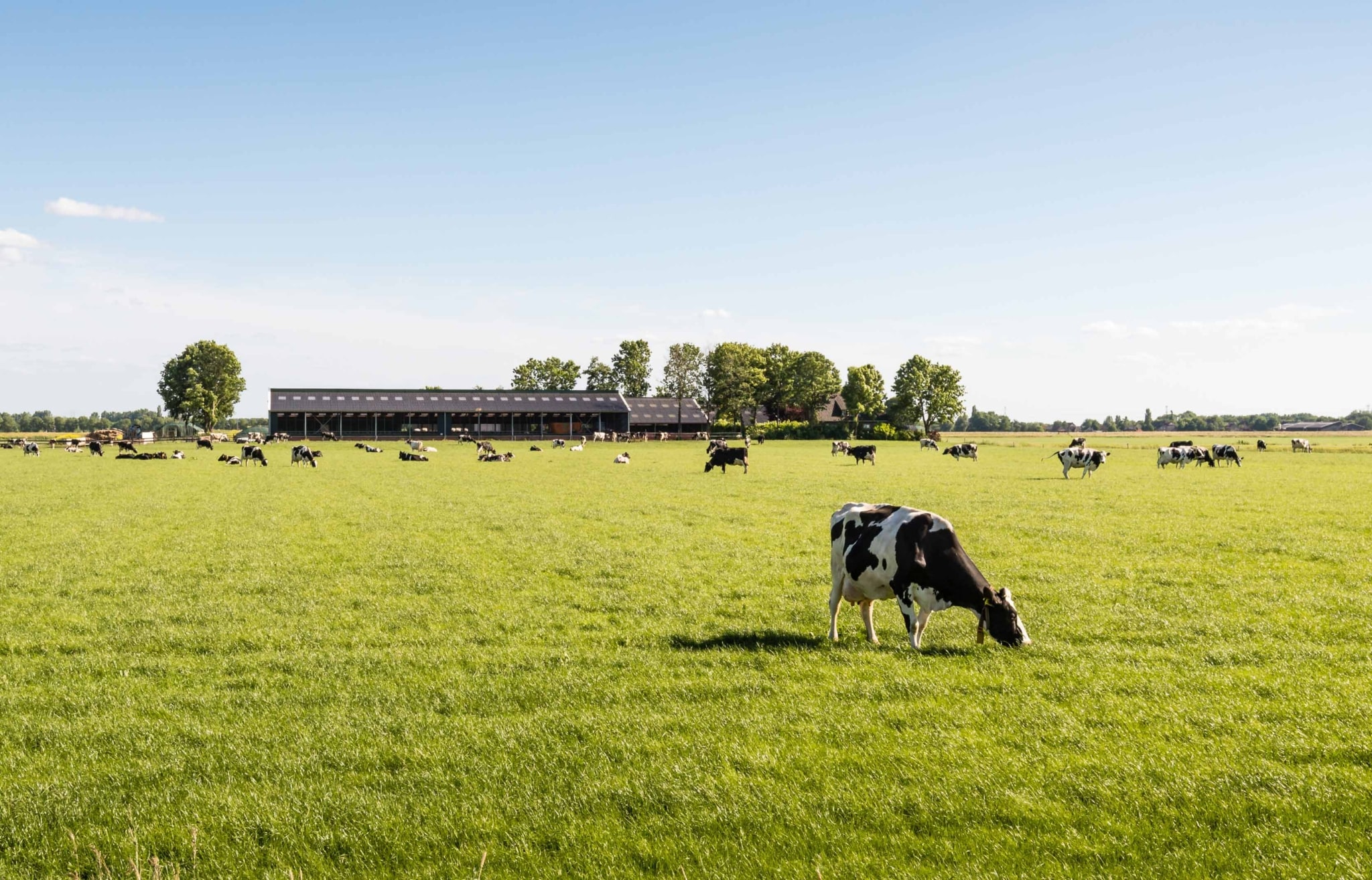 A view of an agricultural landscape with a farm, a stable and grazing cows