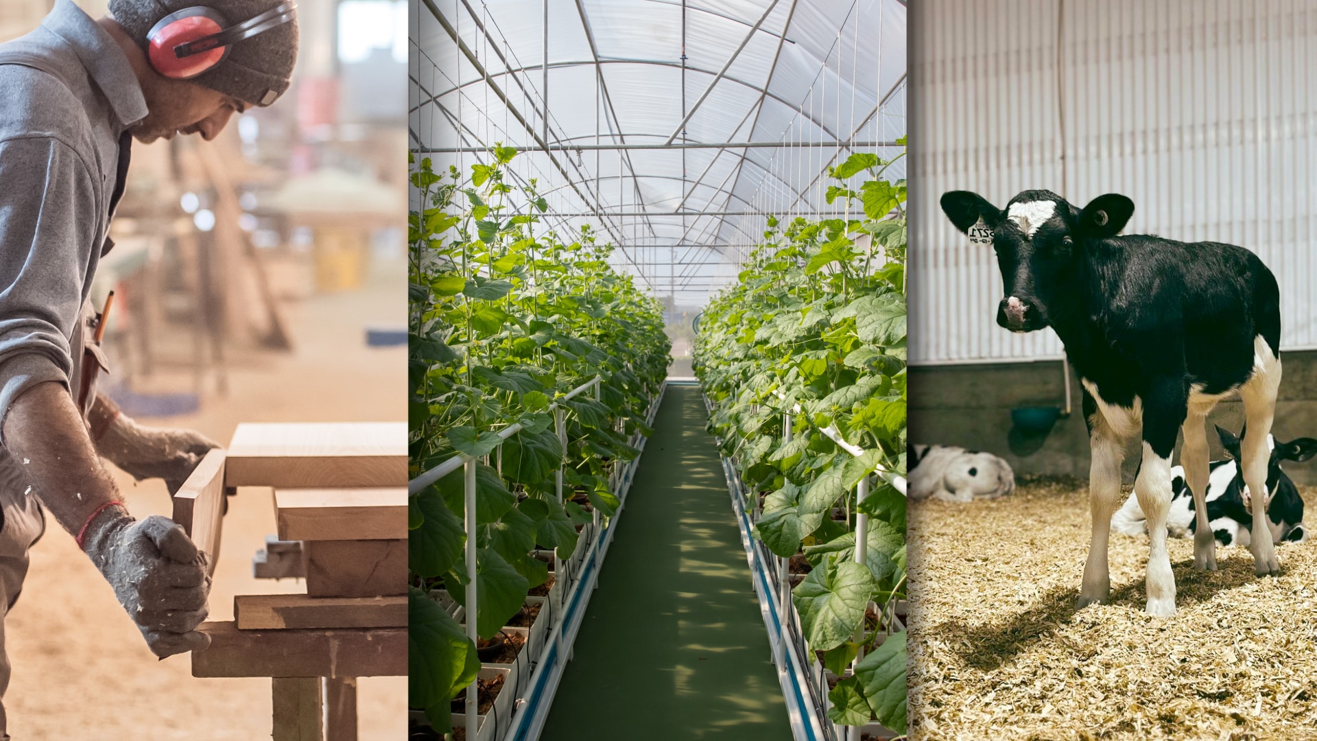 Collage of different entreprises: workshop, greenhouse and farm
