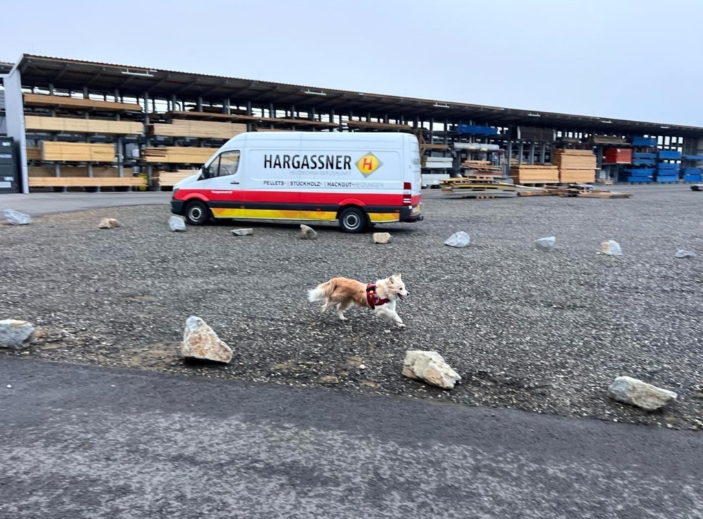Rotkreuz-Suchhundestaffel am Hargassner Firmengelaende | Hargassner