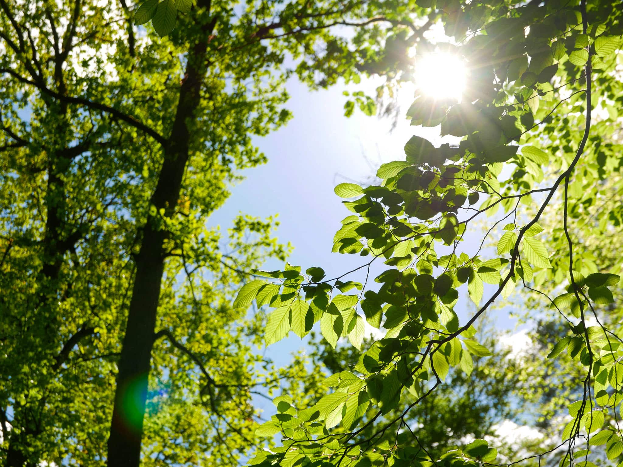 Sonnenstrahlen zwischen Baumästen mit Bokeh-Hintergrund