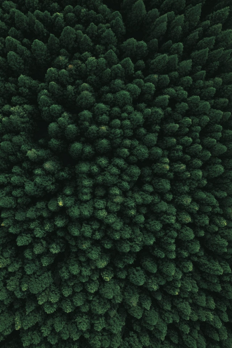Forêt vue du ciel