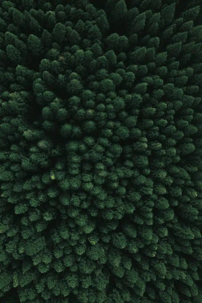 Forêt vue du ciel