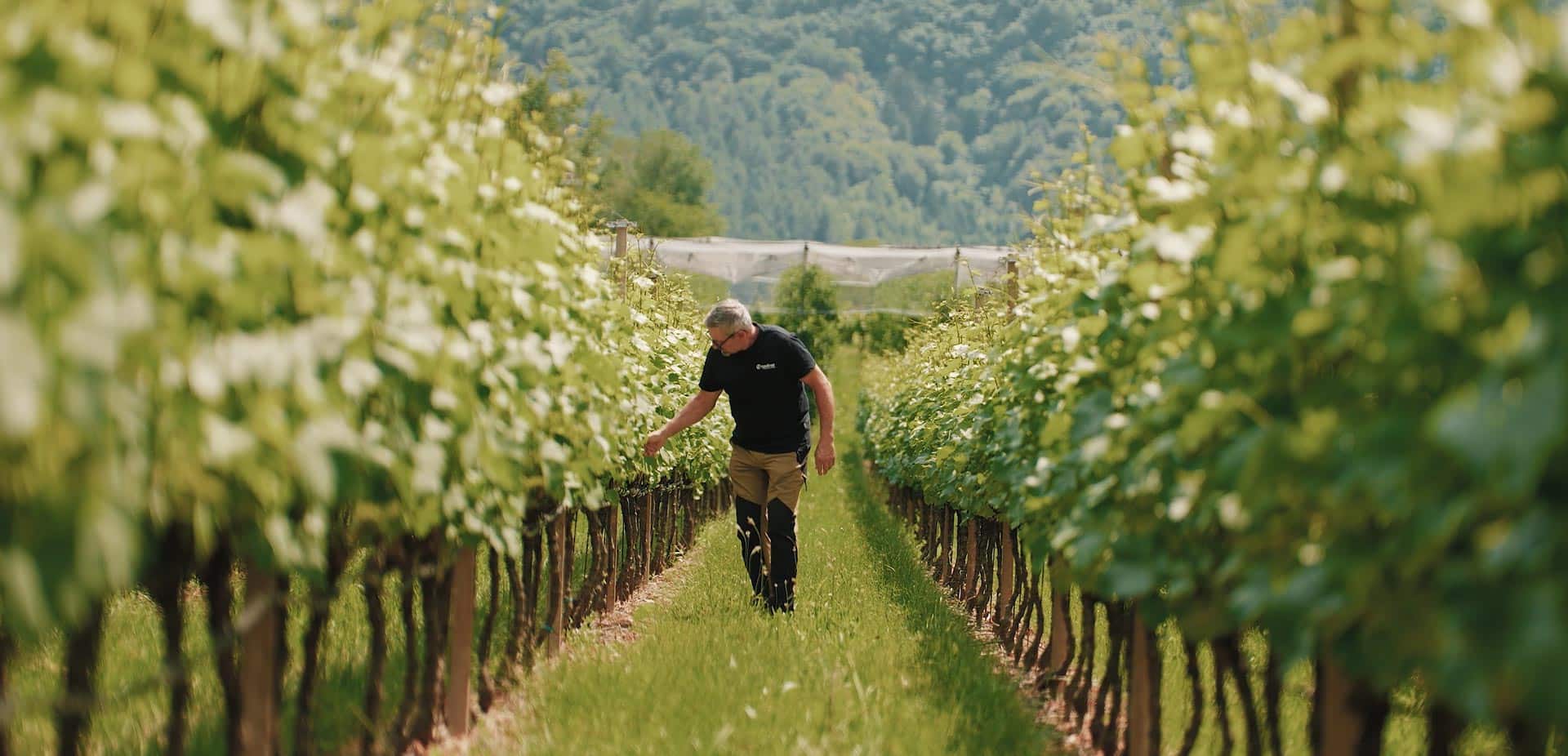 Weinbauflaechen des Engadiner Hofs in Montan, Referenz Hargassner