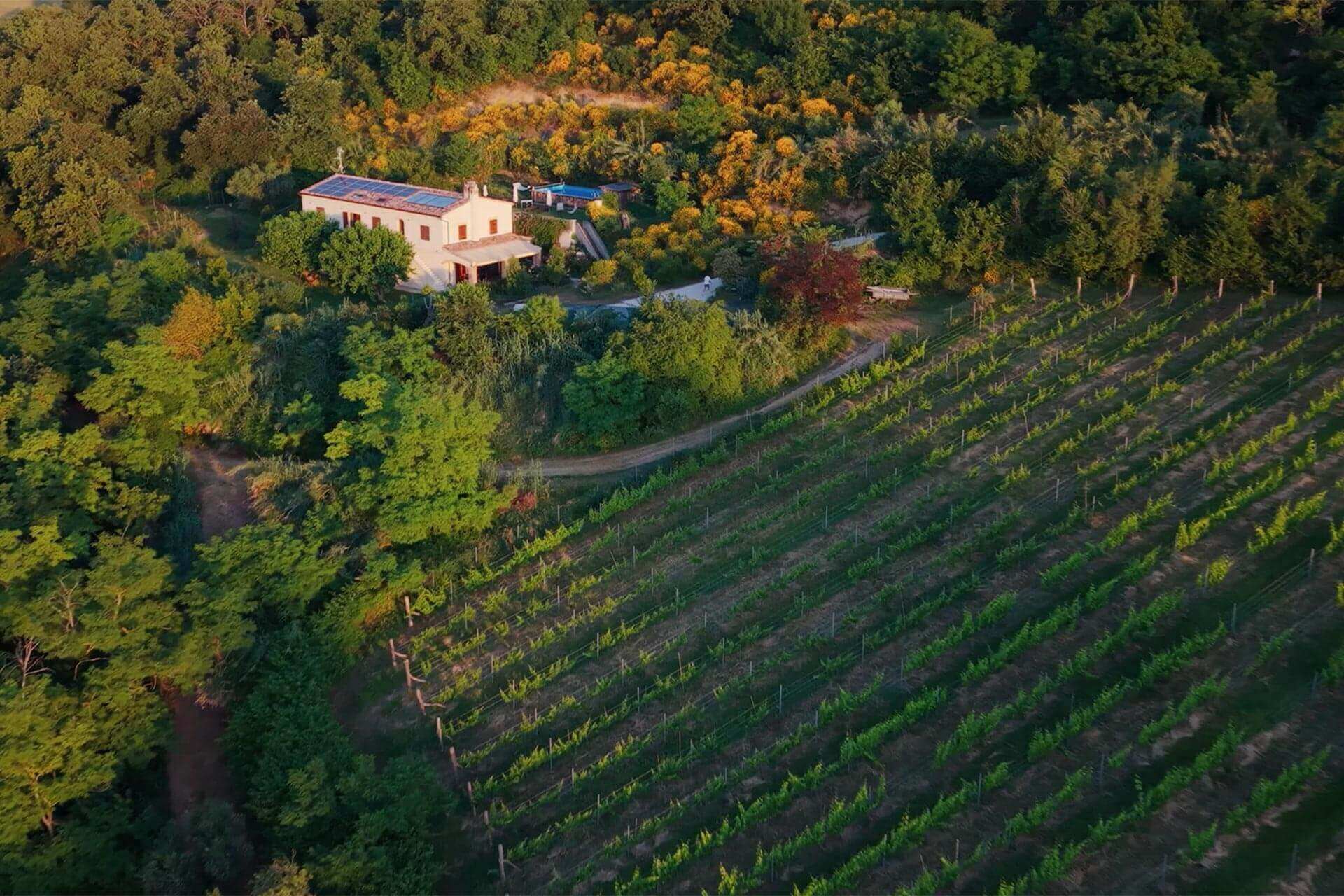 Drohnenaufnahme des Ferienhauses Ca'Rosei mit Weinhang und Olivenbäumen | Referenz Hargassner